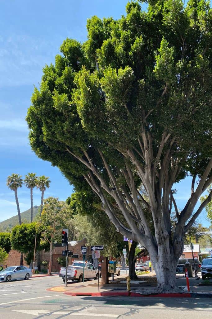Tree in San Luis Obispo