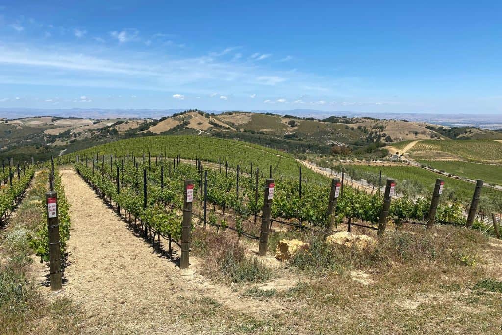 Paso Robles vineyards