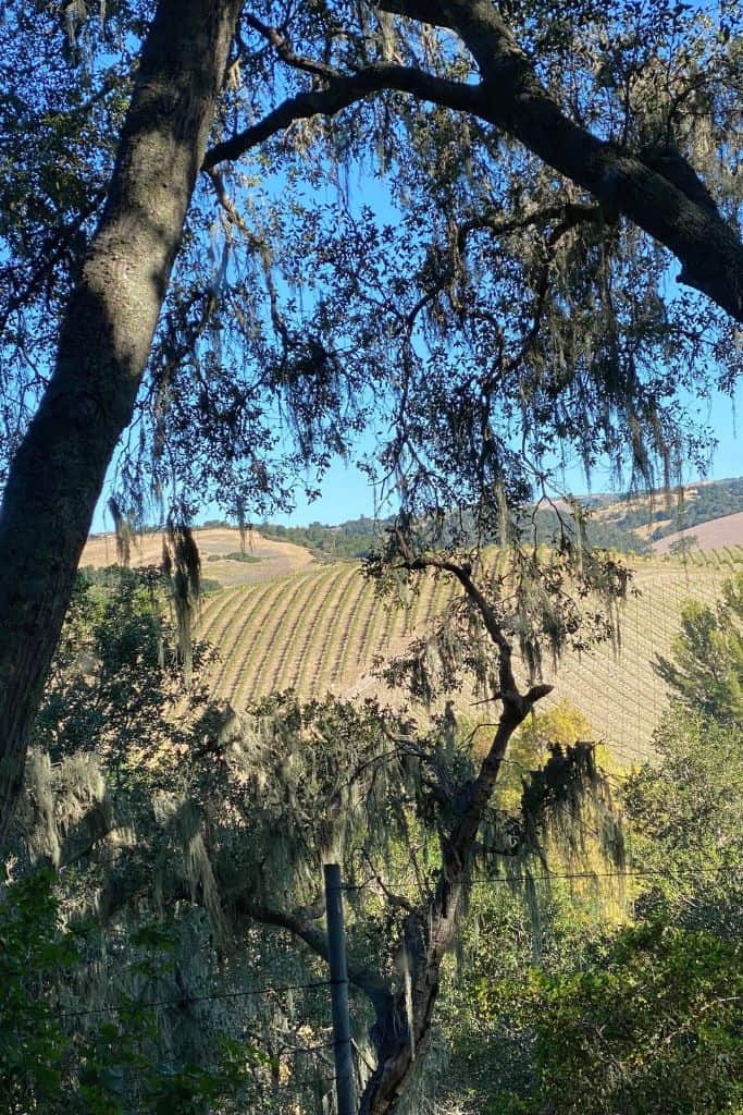 Rolling fields of vineyards